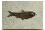 Detailed Fossil Fish (Knightia) - Wyoming #327801-1